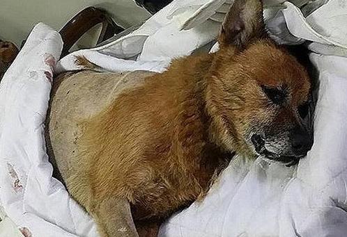 流浪狗遍体鳞伤，肛门塞满异物，护工一看火冒三丈！