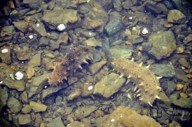 甲亢病人千万不能吃这种海鲜！分分钟加重病情