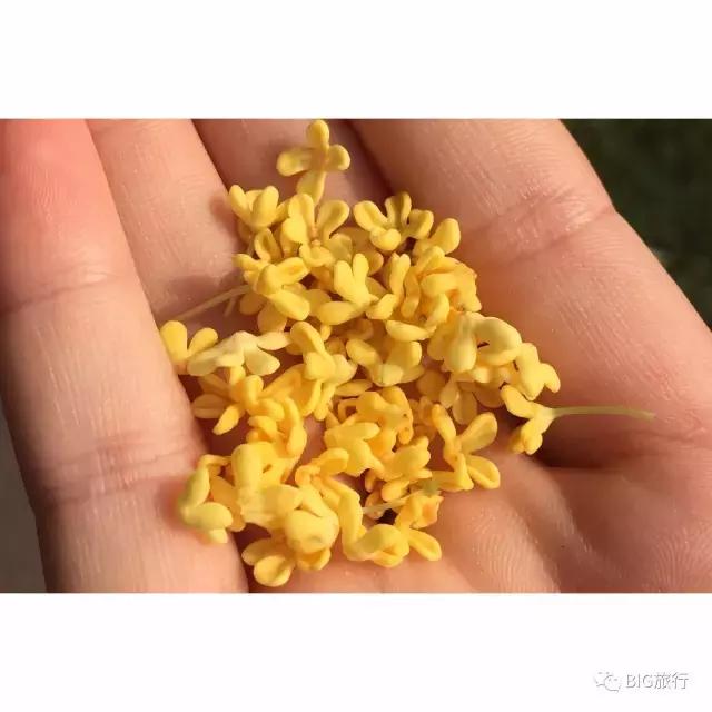 无锡一日游的攻略,无锡太湖一日游攻略周边美食