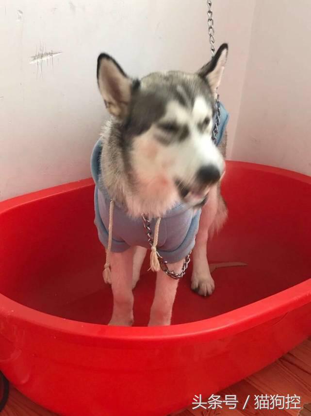 哈士奇为什么老拉稀屎,哈士奇老是在笼子里拉屎