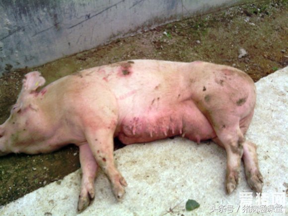 母猪热应激的紧急处理方法有哪些？