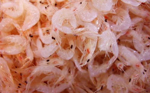 唐山特产蜂蜜麻糖,唐山特产送人一览表