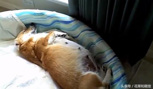 柯基狗怀孕要生了,柯基和其它狗狗生小狗