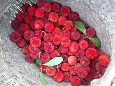 杨梅有小白虫把它用盐水泡出来,不谨慎吃了杨梅里的小白虫怎么办