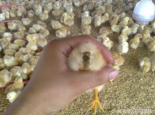 雏鸡白痢经典中药妙方,鸡白痢小偏方