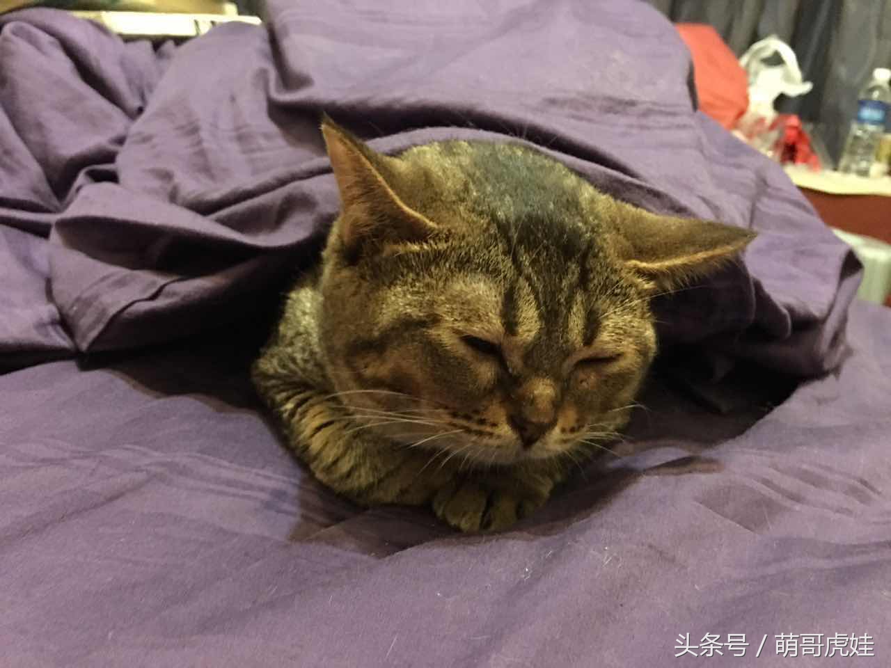 心爱的抱枕才抱了一晚上就被喵星人给糟蹋了，铲屎的：谁干的站出来保证不打死你