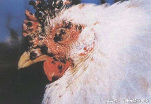 鸡被蚊子咬了怎样治疗,鸡被蚊子咬了眼睛瞎了