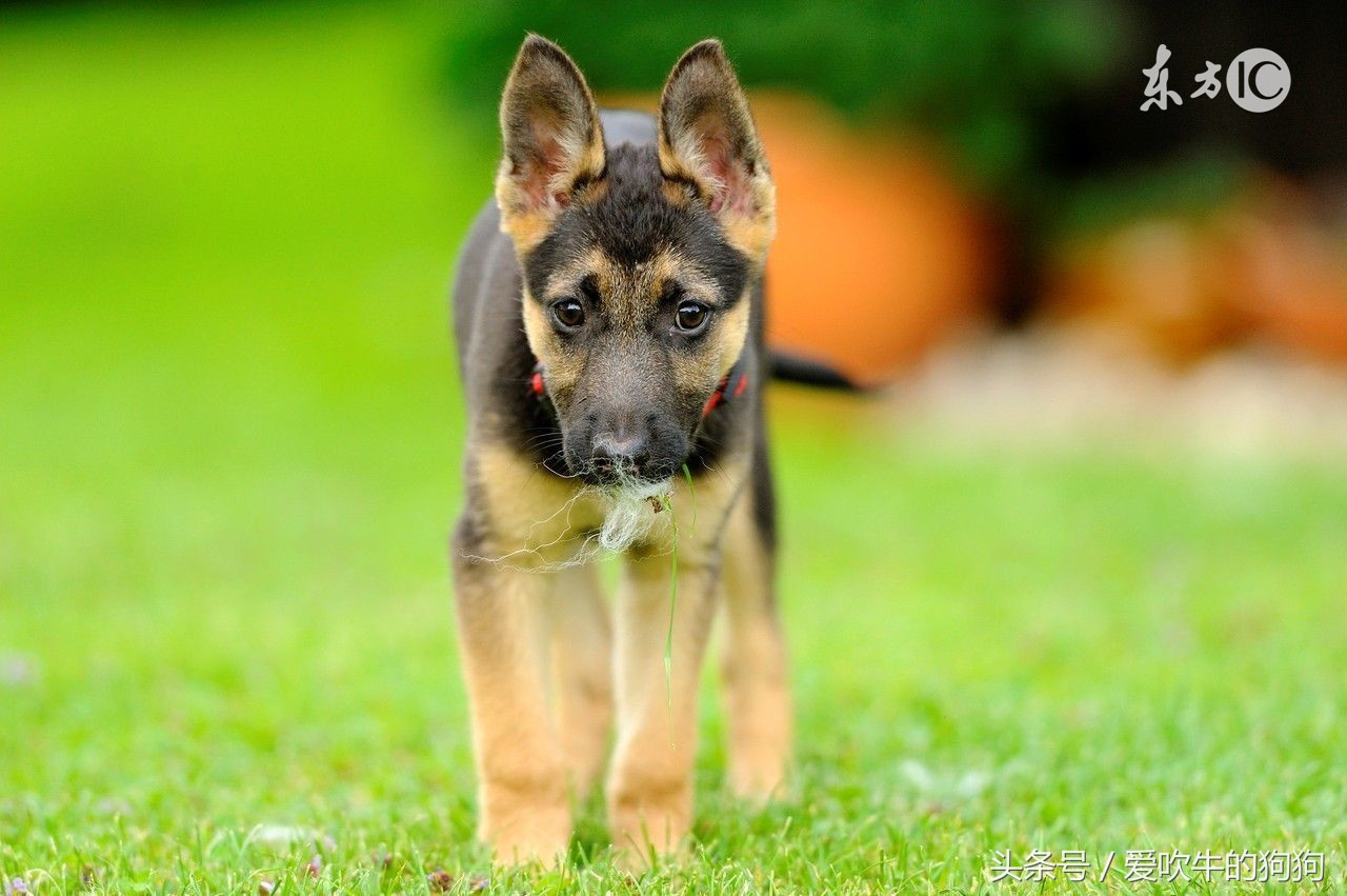 如何教牧羊犬定点大小便,怎么还能让牧羊犬不随便大小便