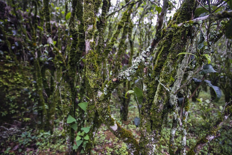 单丛茶潮州,中茶大潮汕单丛