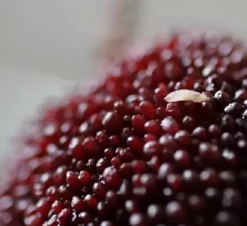 杨梅有小白虫把它用盐水泡出来,不谨慎吃了杨梅里的小白虫怎么办