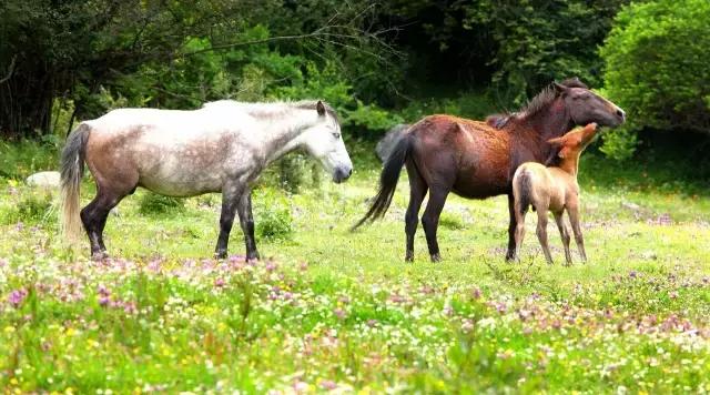 川西最美草原,川西绝美小众秘境草地