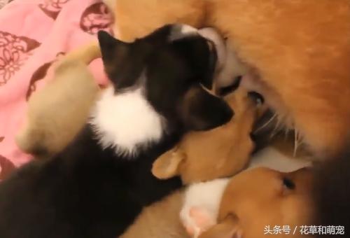 柯基狗怀孕要生了,柯基和其它狗狗生小狗