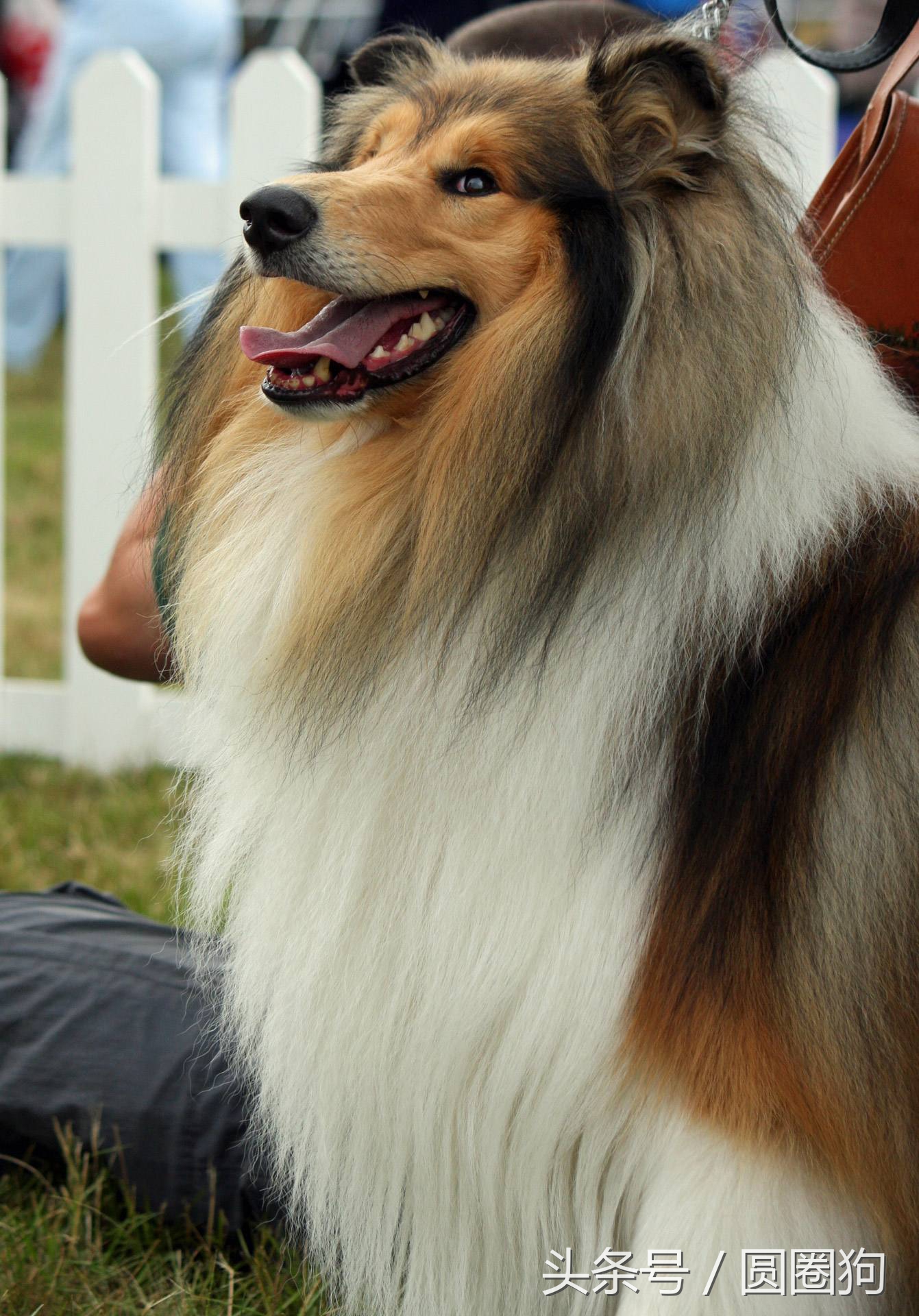 世界名狗牧羊犬,苏格兰牧羊犬大型犬