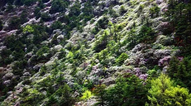 川西最美草原,川西绝美小众秘境草地