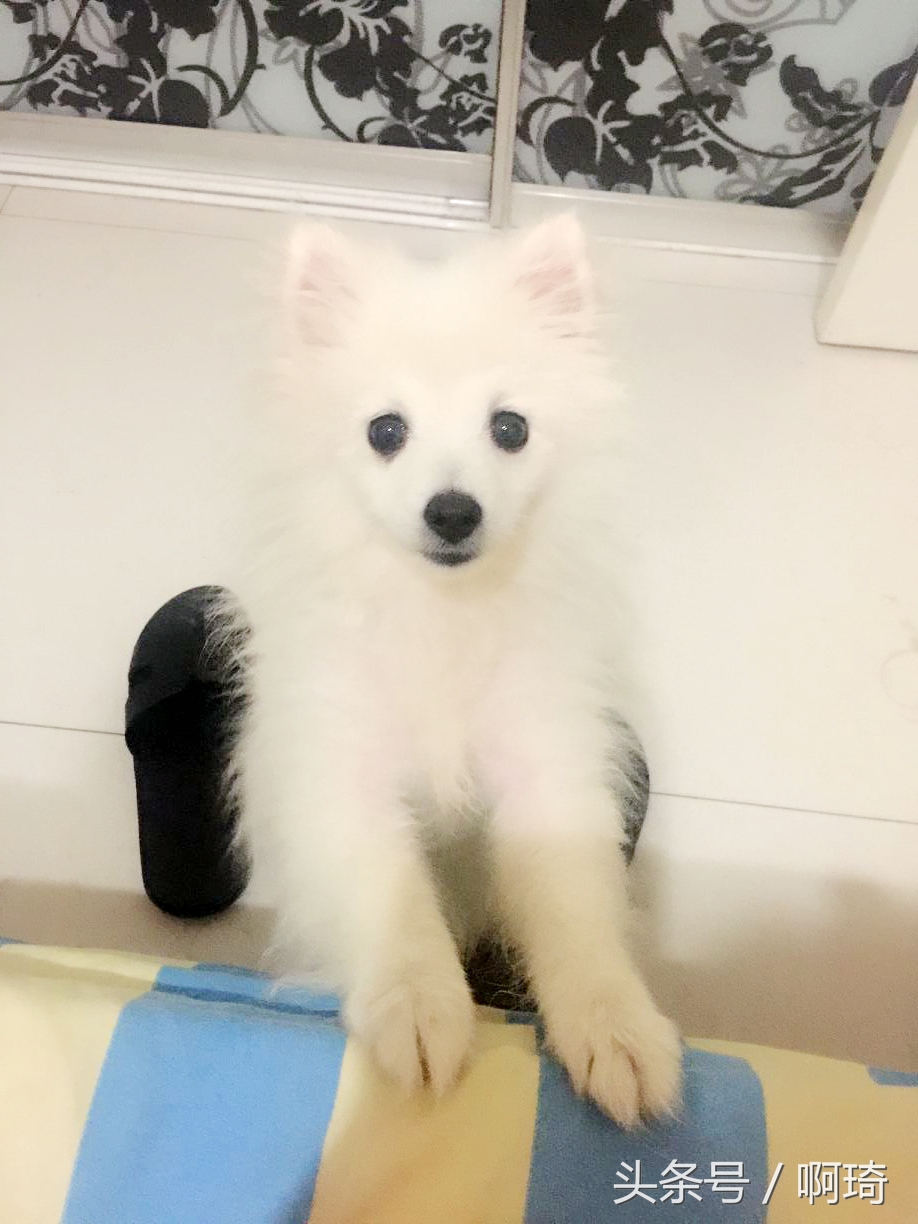 狗对人体皮肤有危害吗在看看我家的狗