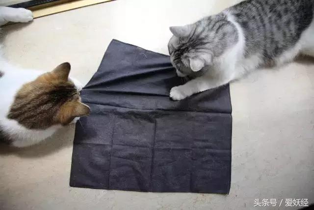 养宠物专用洗衣液推荐,宠物无害洗衣液