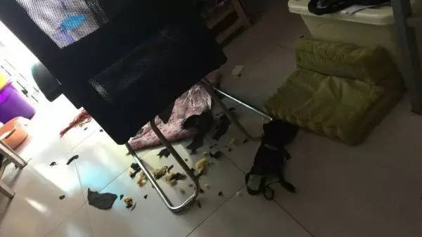 狗狗成精了有多厉害简直不敢相信,狗狗成精厉害简直不敢相信