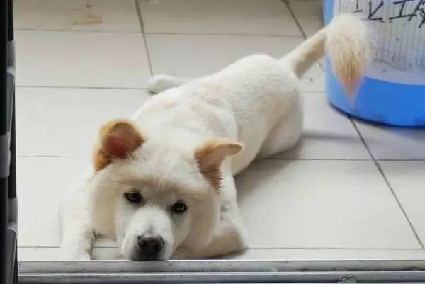 狗狗成精了有多厉害简直不敢相信,狗狗成精厉害简直不敢相信