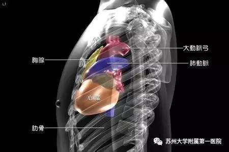 重症肌无力危象的首选药,重症肌无力开胸手术