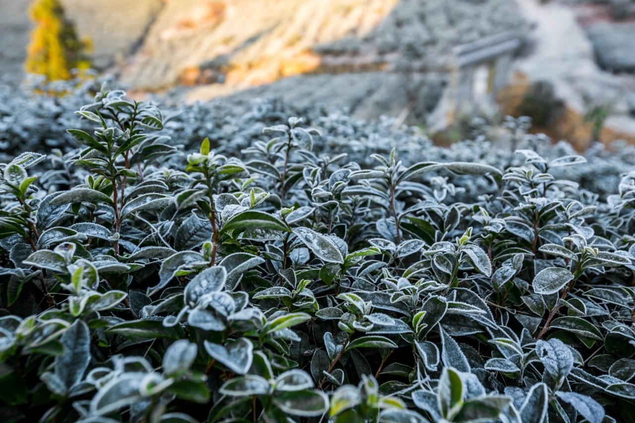 莫干山复古风,莫干山民宿的兴起