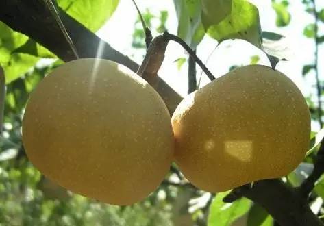 只有潮汕人才知道的花生牛奶,汕头特色水果品种有哪些