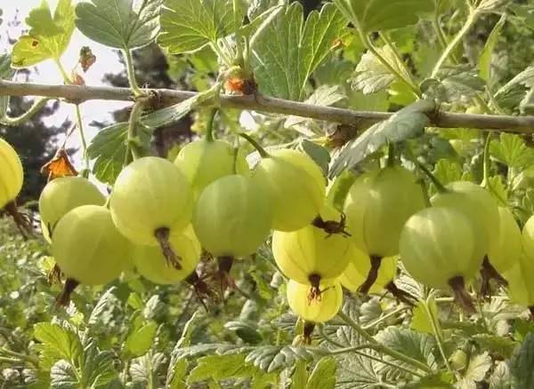 只有潮汕人才知道的花生牛奶,汕头特色水果品种有哪些