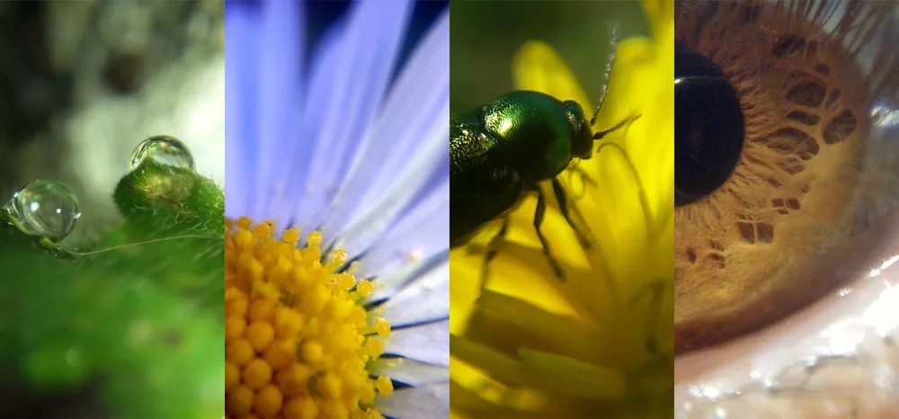 苹果手机自带微距镜头有哪些,iphone微距拍摄手机镜头