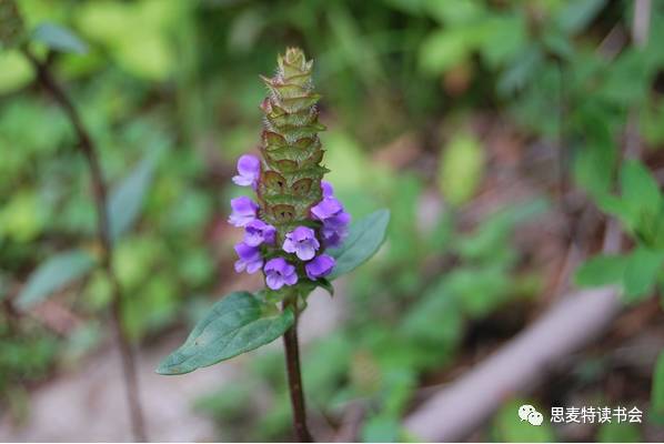 六月本草｜懂得放下，虽枯犹荣的夏枯草