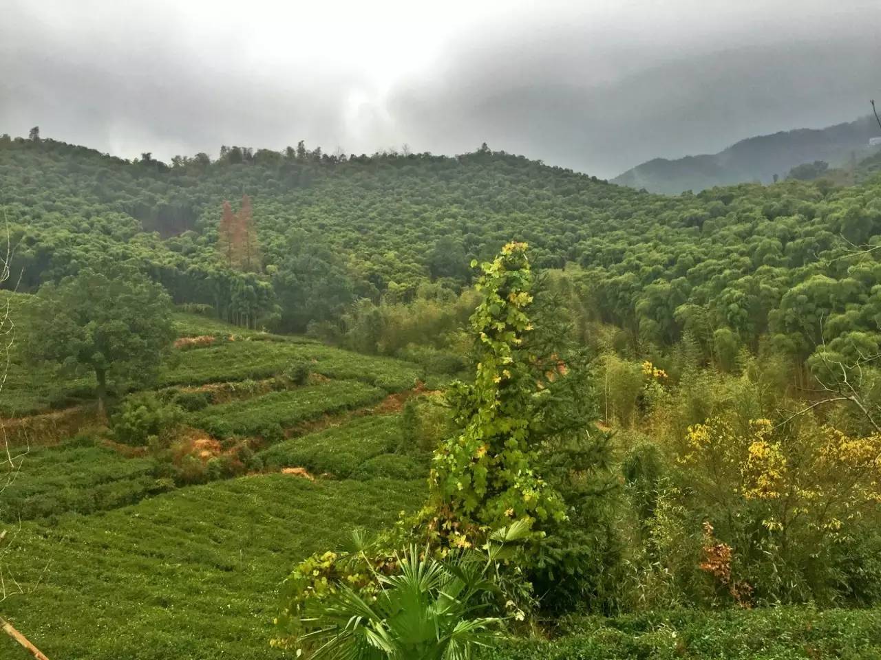 莫干山复古风,莫干山民宿的兴起