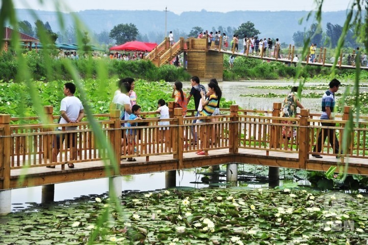 郑州哪的荷花开得比较好,郑州荷花观赏区