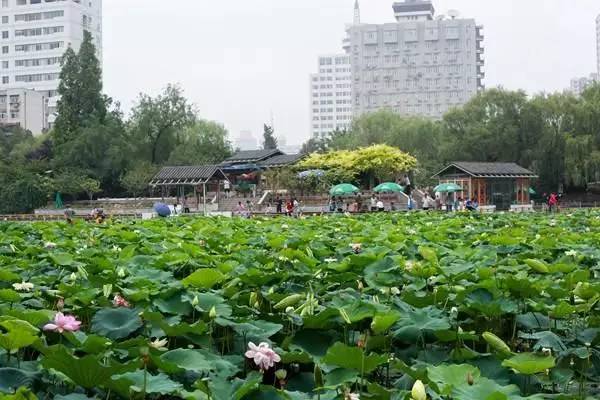 郑州哪的荷花开得比较好,郑州荷花观赏区