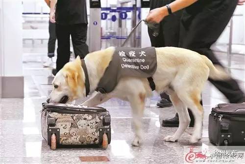 「“掌握”徐州」观音机场来了检疫犬，咋回事？