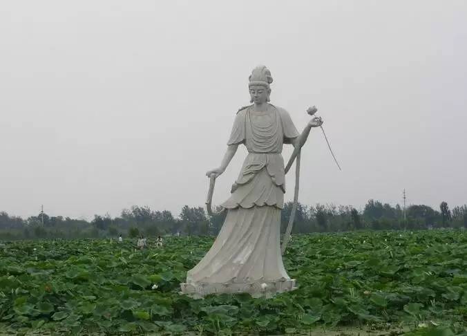 郑州哪的荷花开得比较好,郑州荷花观赏区