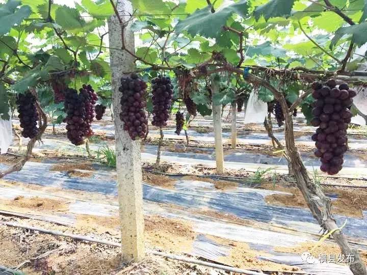 广西横县甜玉米种子,广西横县青桐甜玉米种