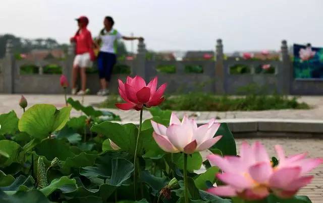 郑州哪的荷花开得比较好,郑州荷花观赏区