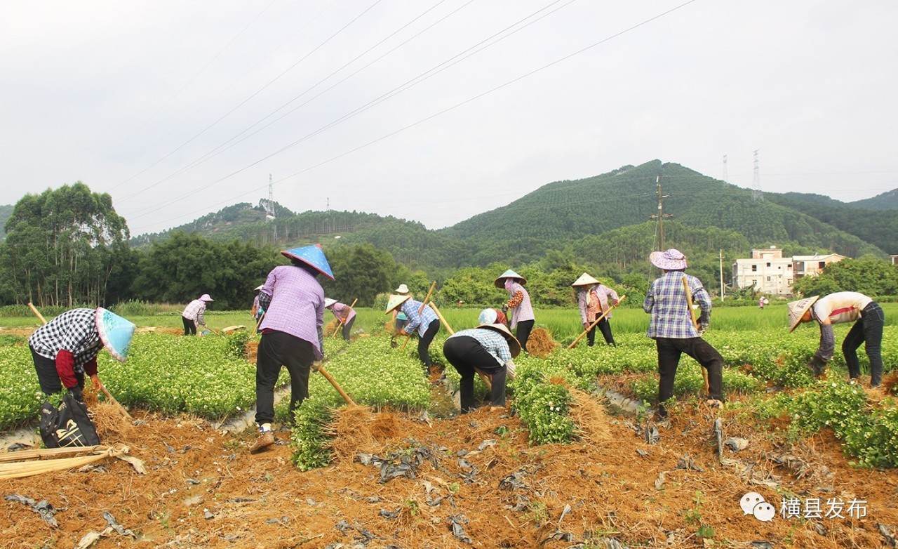 广西横县甜玉米种子,广西横县青桐甜玉米种