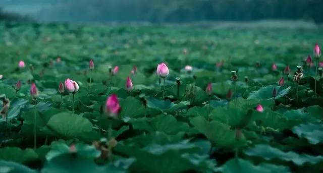 郑州哪的荷花开得比较好,郑州荷花观赏区