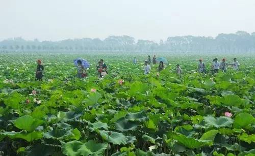 郑州哪的荷花开得比较好,郑州荷花观赏区