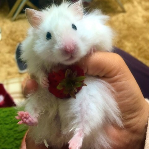 仓鼠的小爪爪,仓鼠的爪子怎么介绍