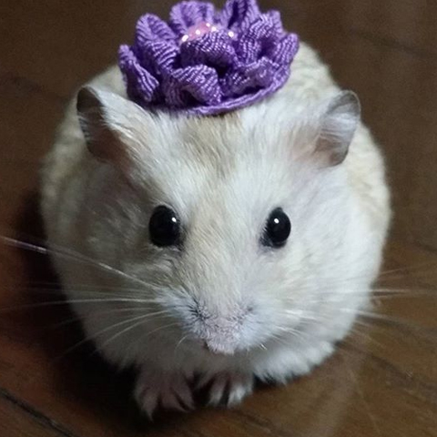 仓鼠的小爪爪,仓鼠的爪子怎么介绍