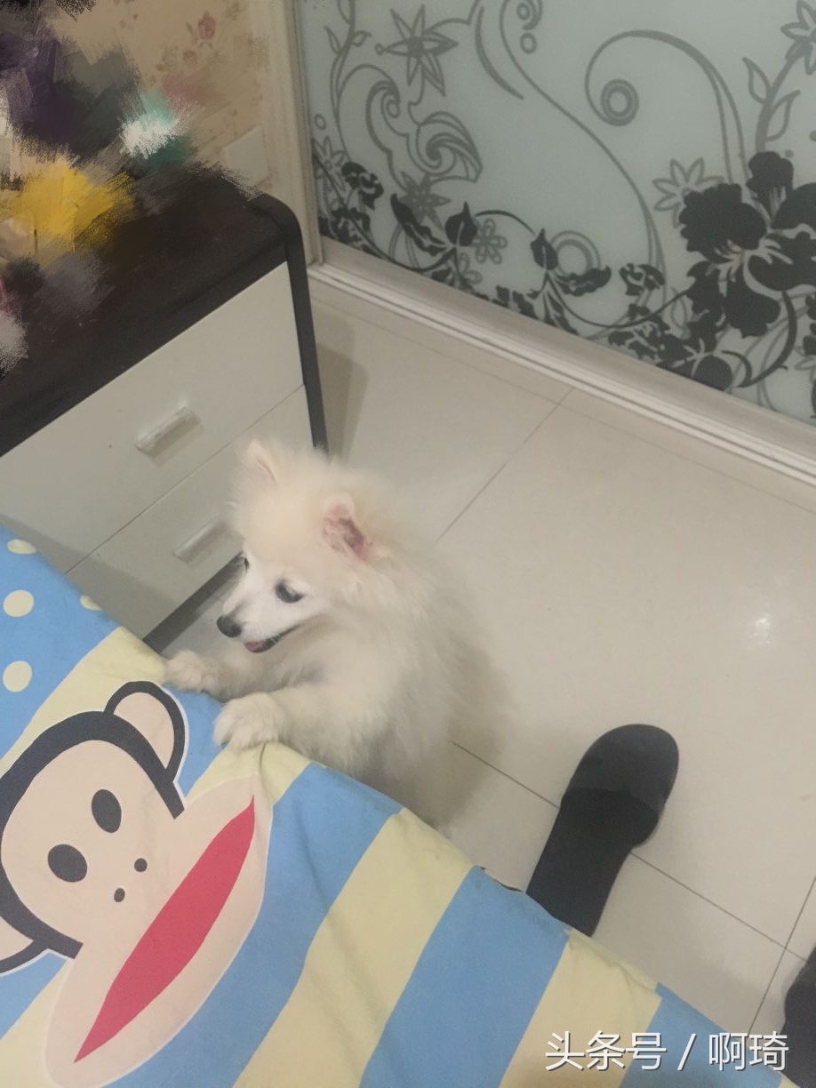 狗对人体皮肤有危害吗在看看我家的狗