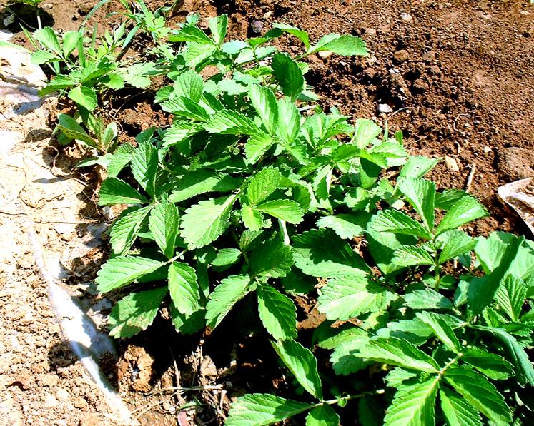 巧用中药治糖尿病并发症验方