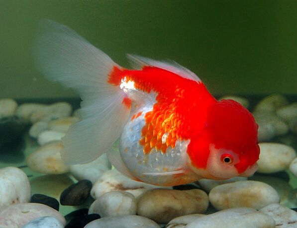 办公室鱼缸养金鱼关注事项,养鱼池里的金鱼儿怎么喂食