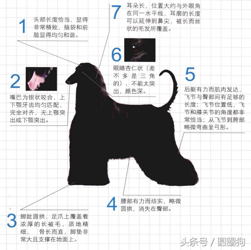 世界名犬犬种,世界名犬松狮犬