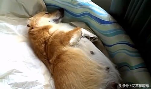 柯基狗怀孕要生了,柯基和其它狗狗生小狗