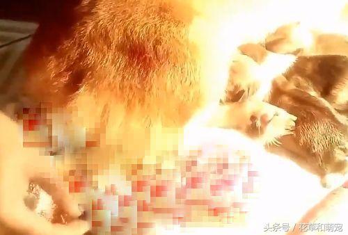 柯基狗怀孕要生了,柯基和其它狗狗生小狗