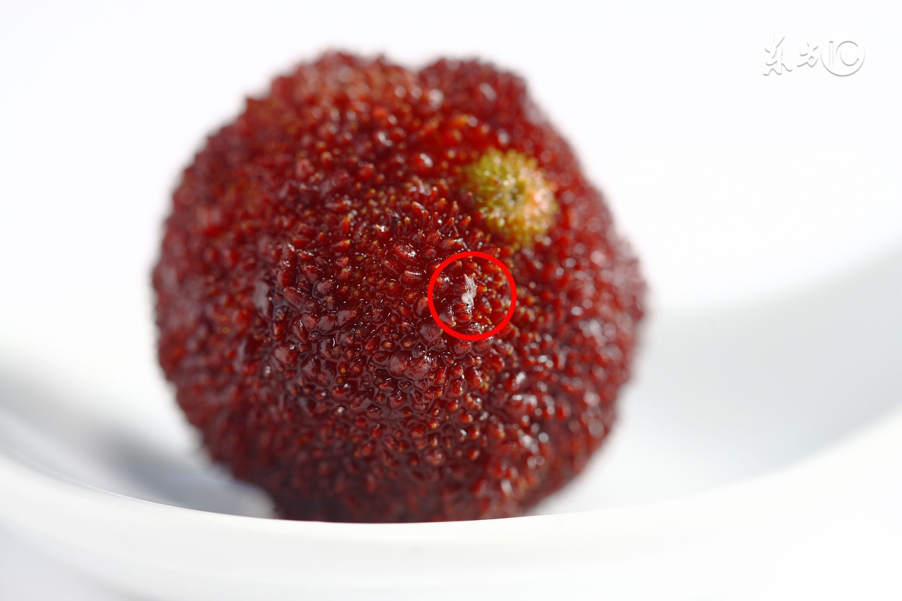 杨梅有小白虫把它用盐水泡出来,不谨慎吃了杨梅里的小白虫怎么办