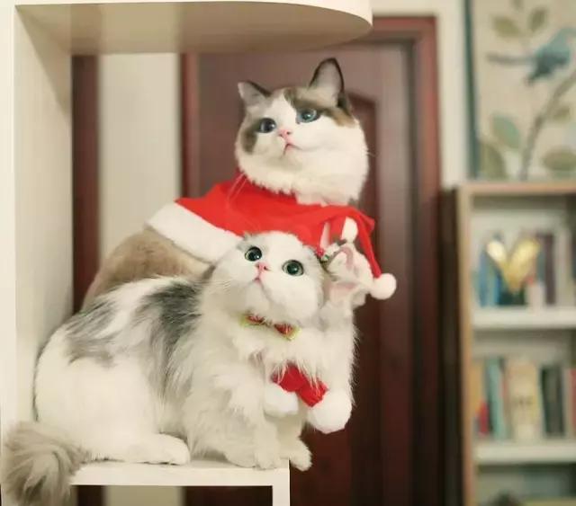 makeapp是什么,makeapp好用吗