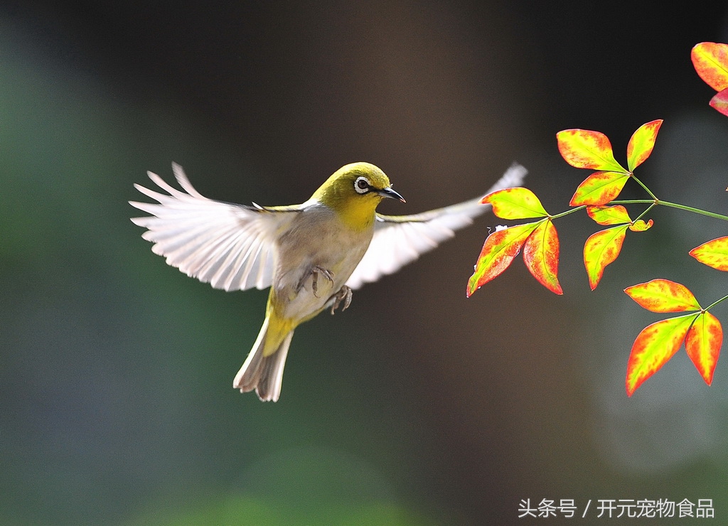 绣眼鸟怎样的好,绣眼鸟用什么料最好