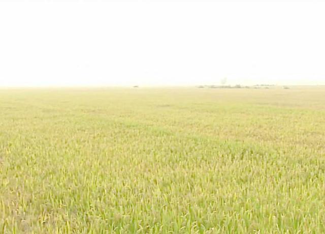 最赚钱农业项目有哪些,掌握这6种能力成就你更好的未来